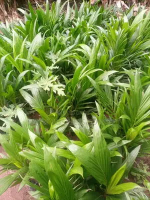 Tenera Palm Nuts