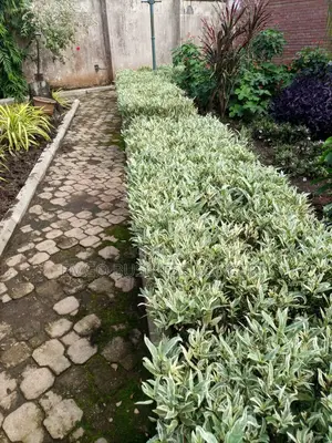 Silver Grey Flower