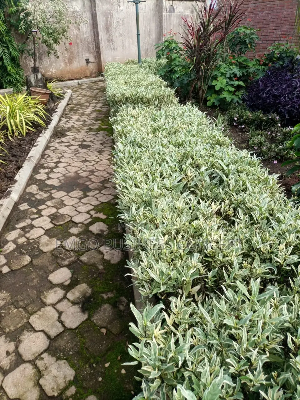 Silver Grey Flower