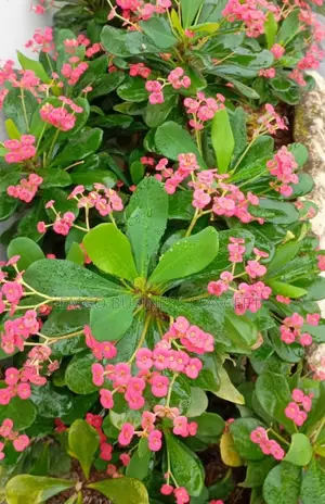 Flower Thorn of Crowns