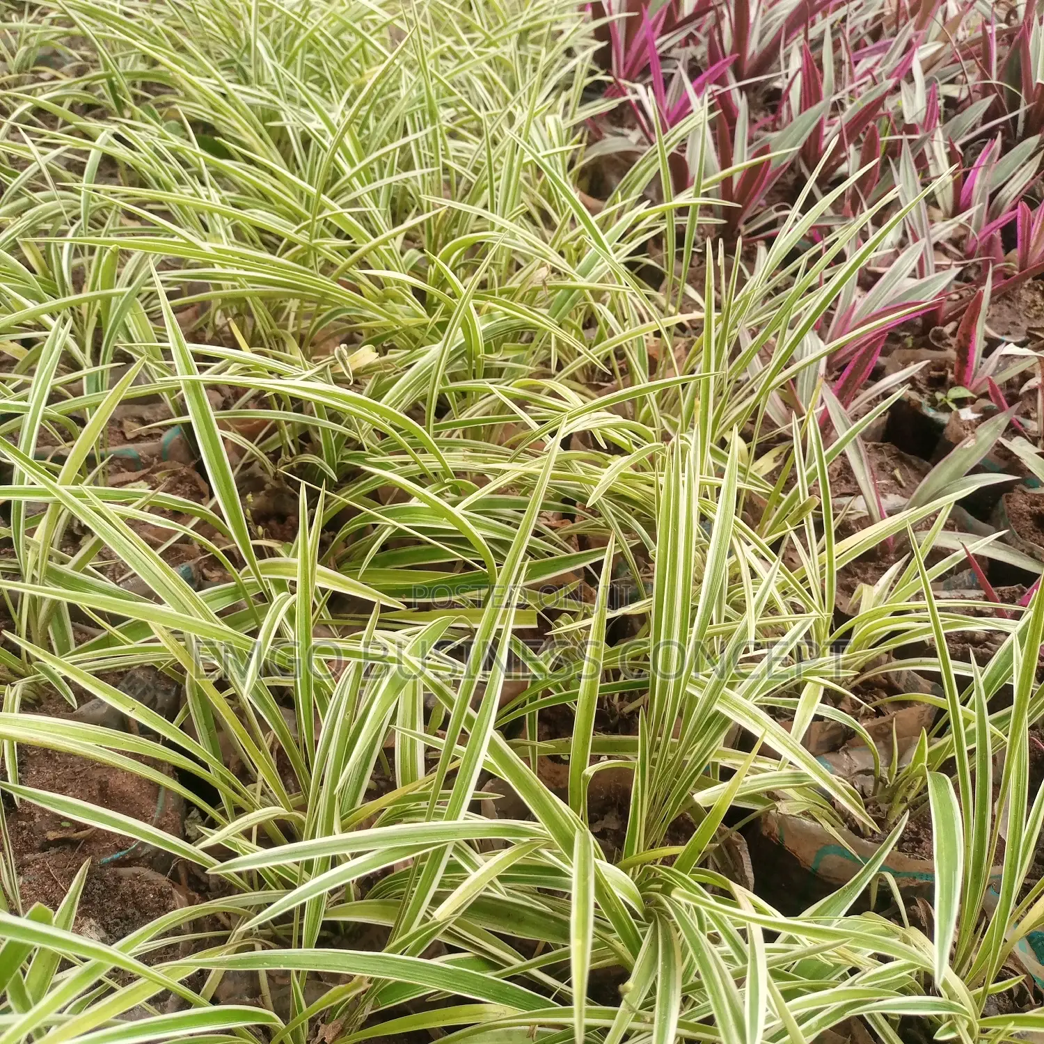 Flower Spider Plant