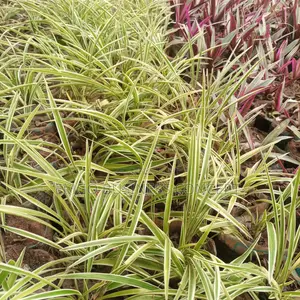 Flower Spider Plant