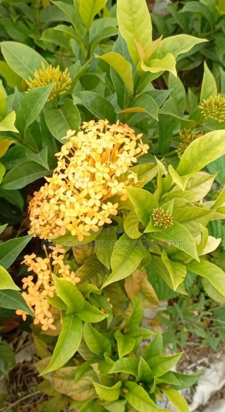 Flower Double Ixora Yellow
