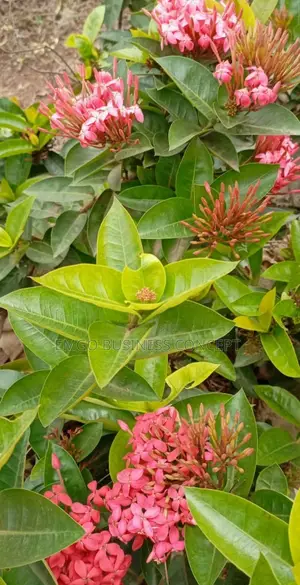 Flower Red Ixora