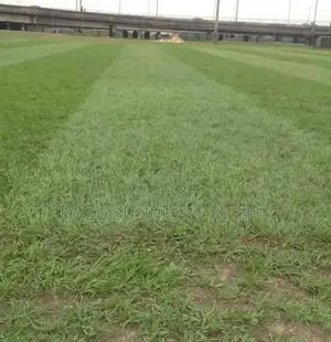 Lawn Grass