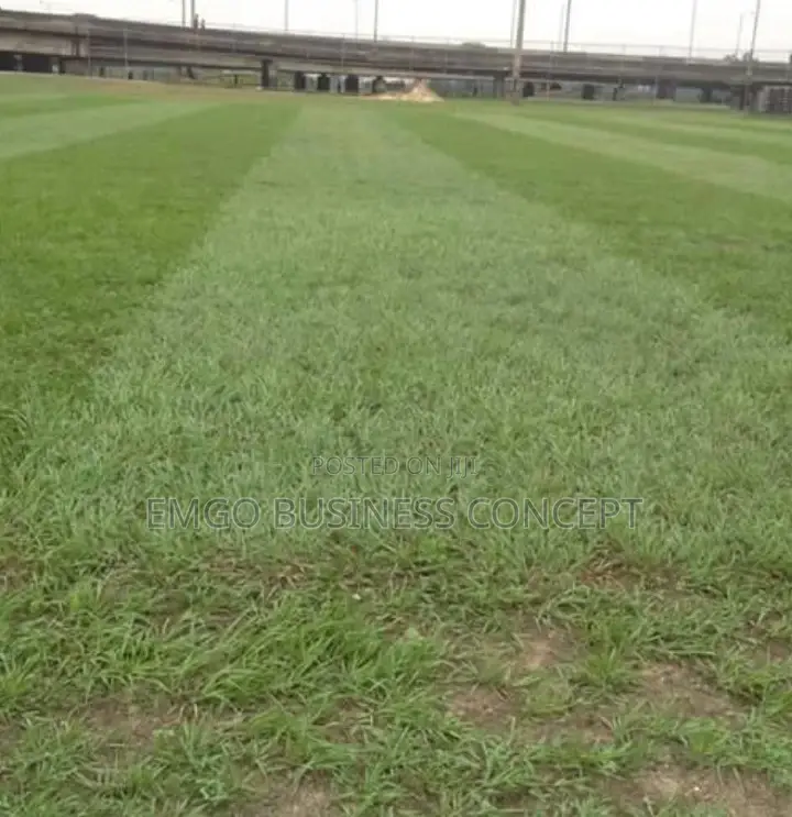 Lawn Grass