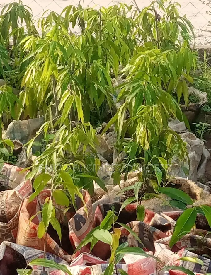 The Masquerade Tree
