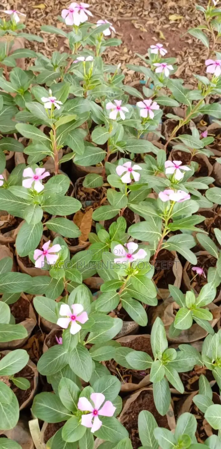 Flower Plants