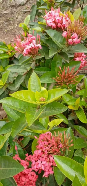 Flower Plants