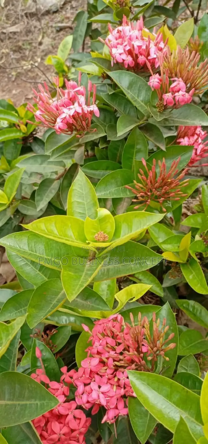 Flower Plants