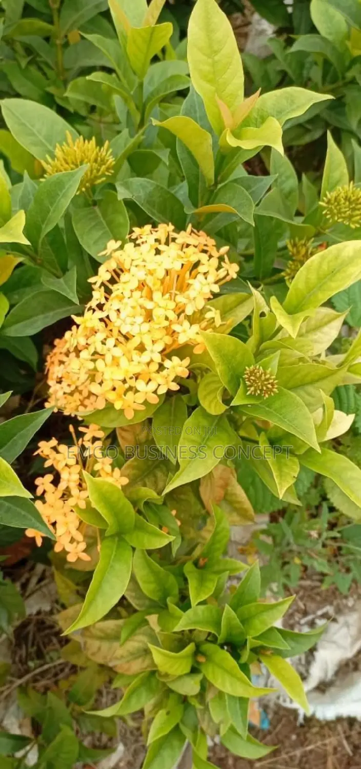Flower Plants