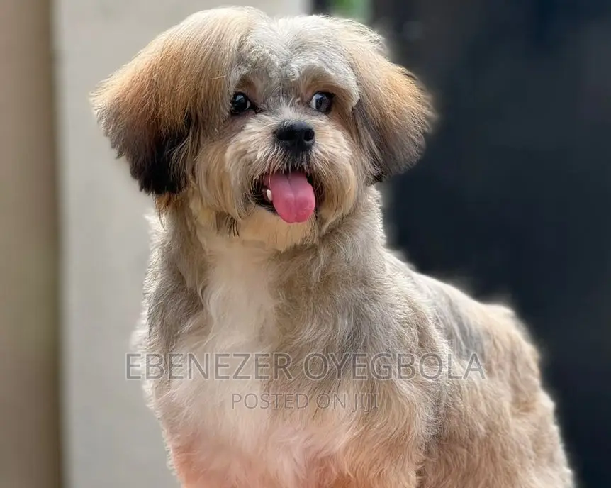 Dog Grooming Service
