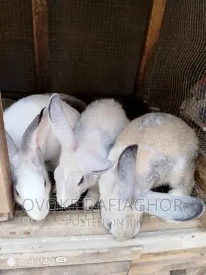 Chinchilla Rabbits