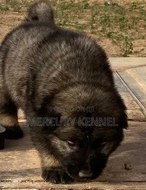 1-3 months Male Purebred Caucasian Shepherd