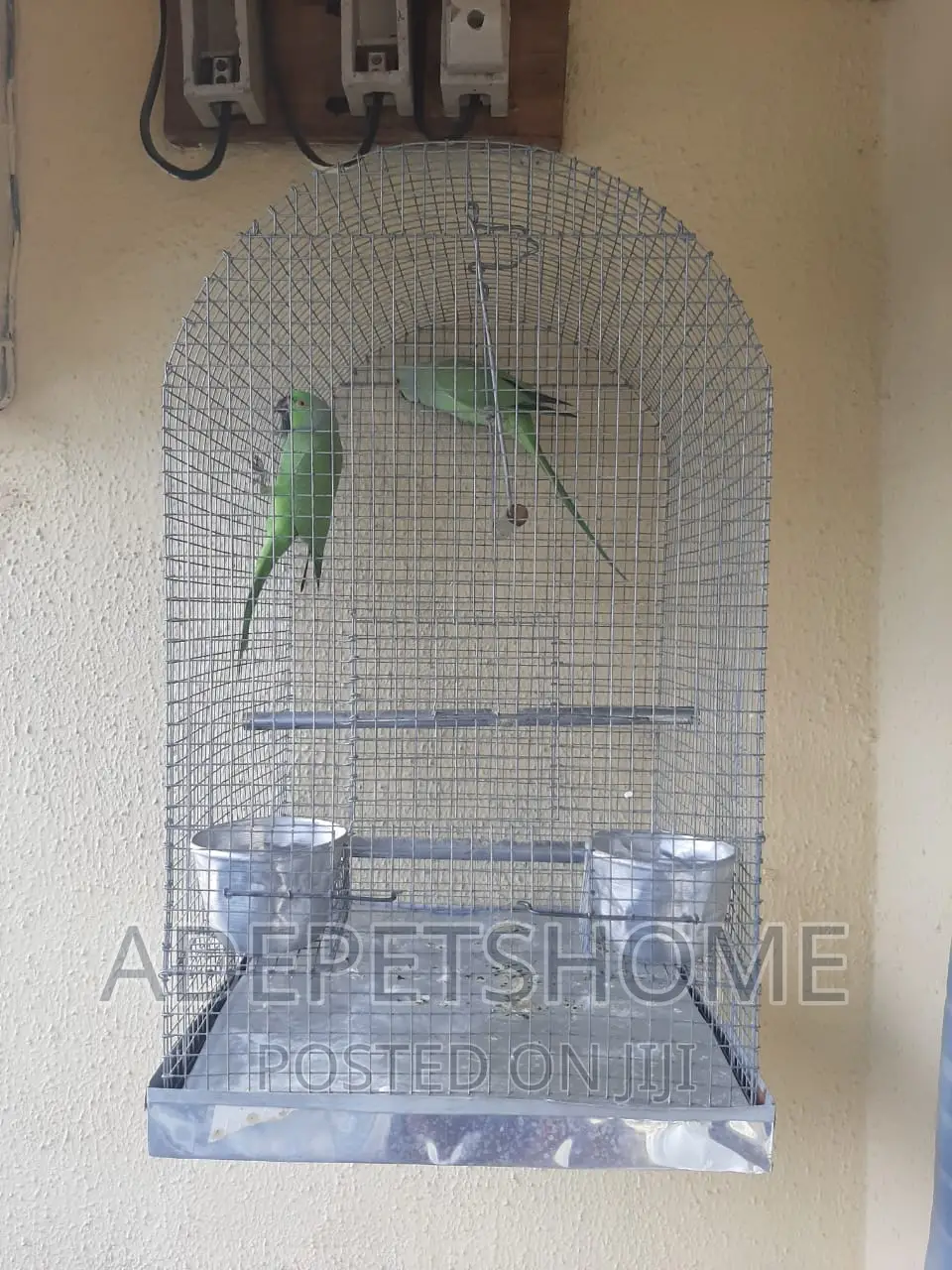 Parrots Cages