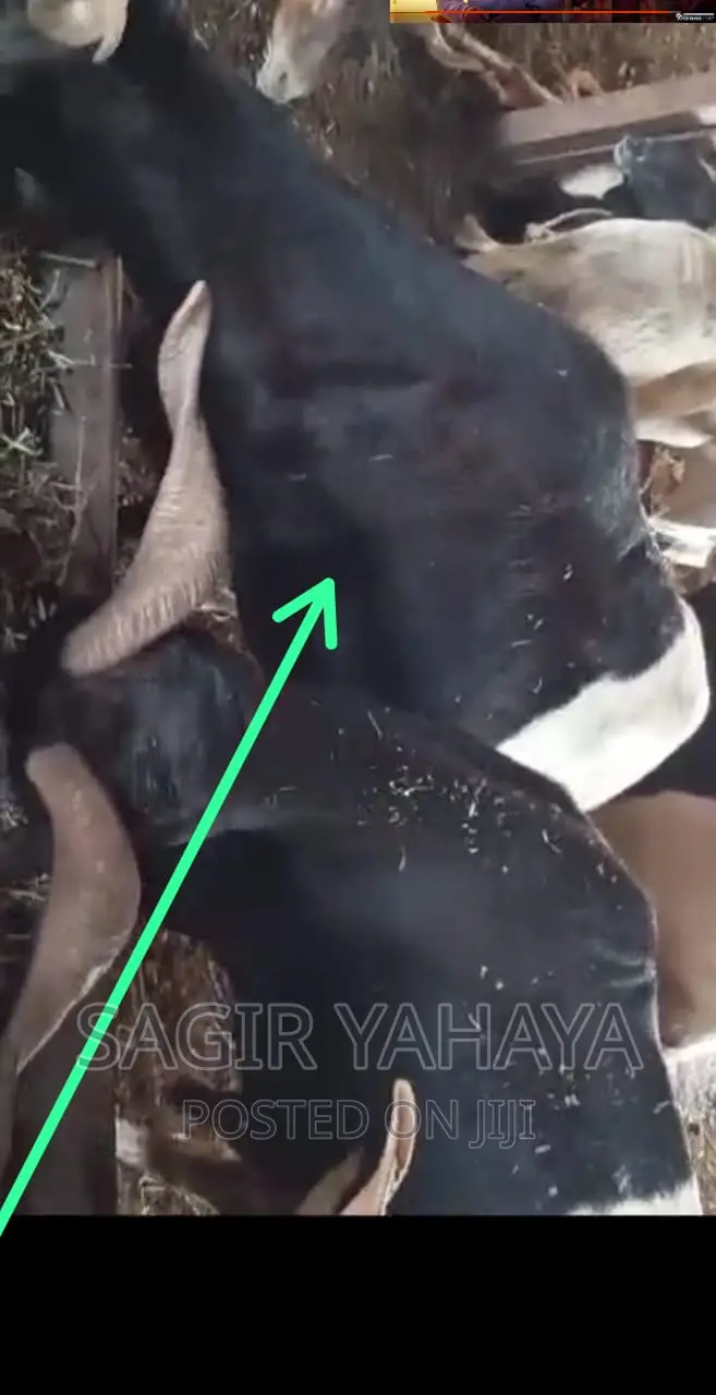 Healthy Ram Kuru