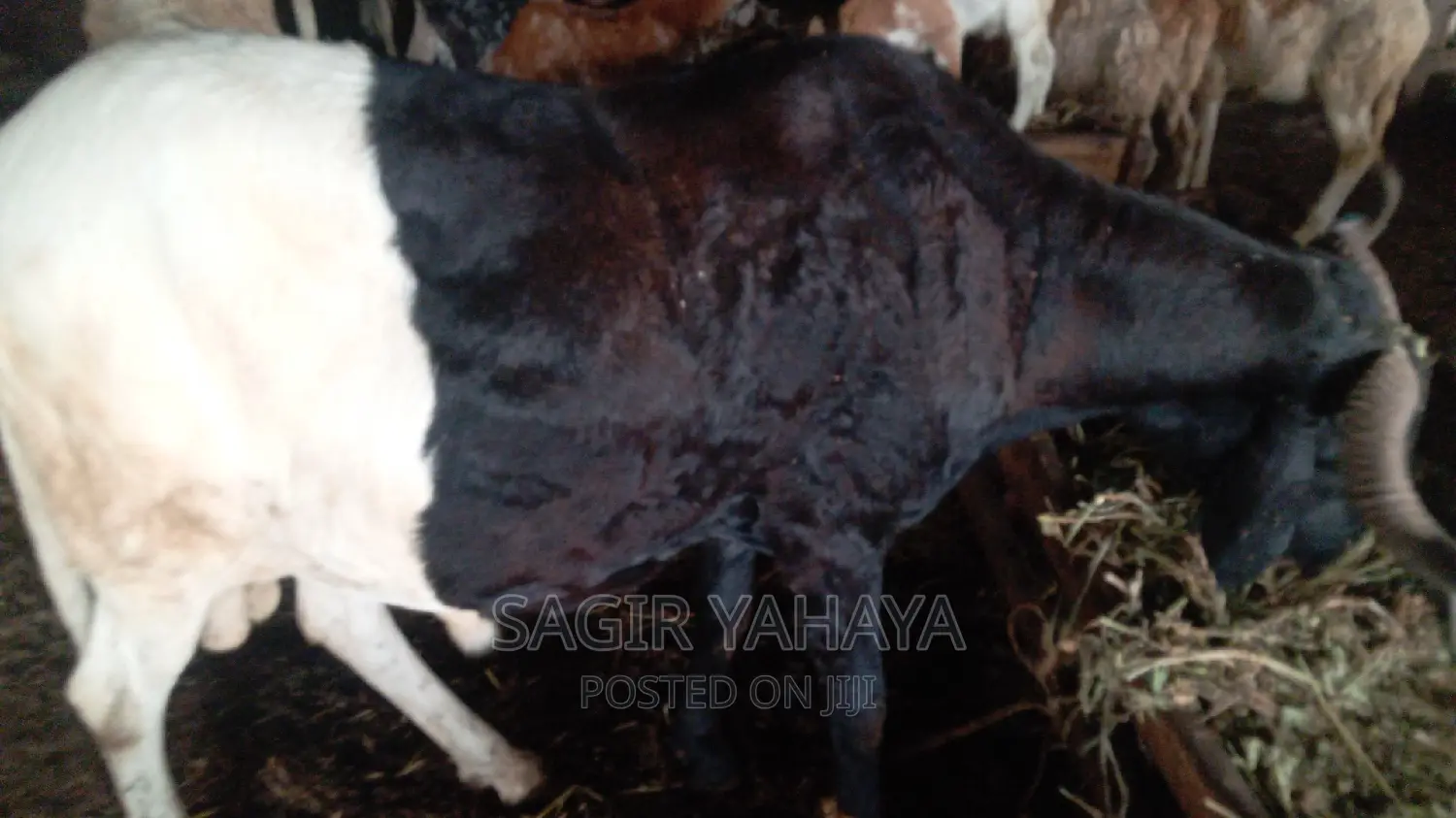 Healthy Ram Kuru