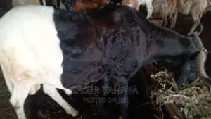 Healthy Ram Kuru