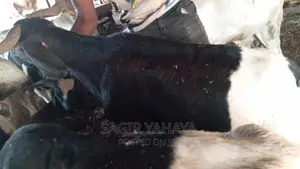 Healthy Ram Kuru