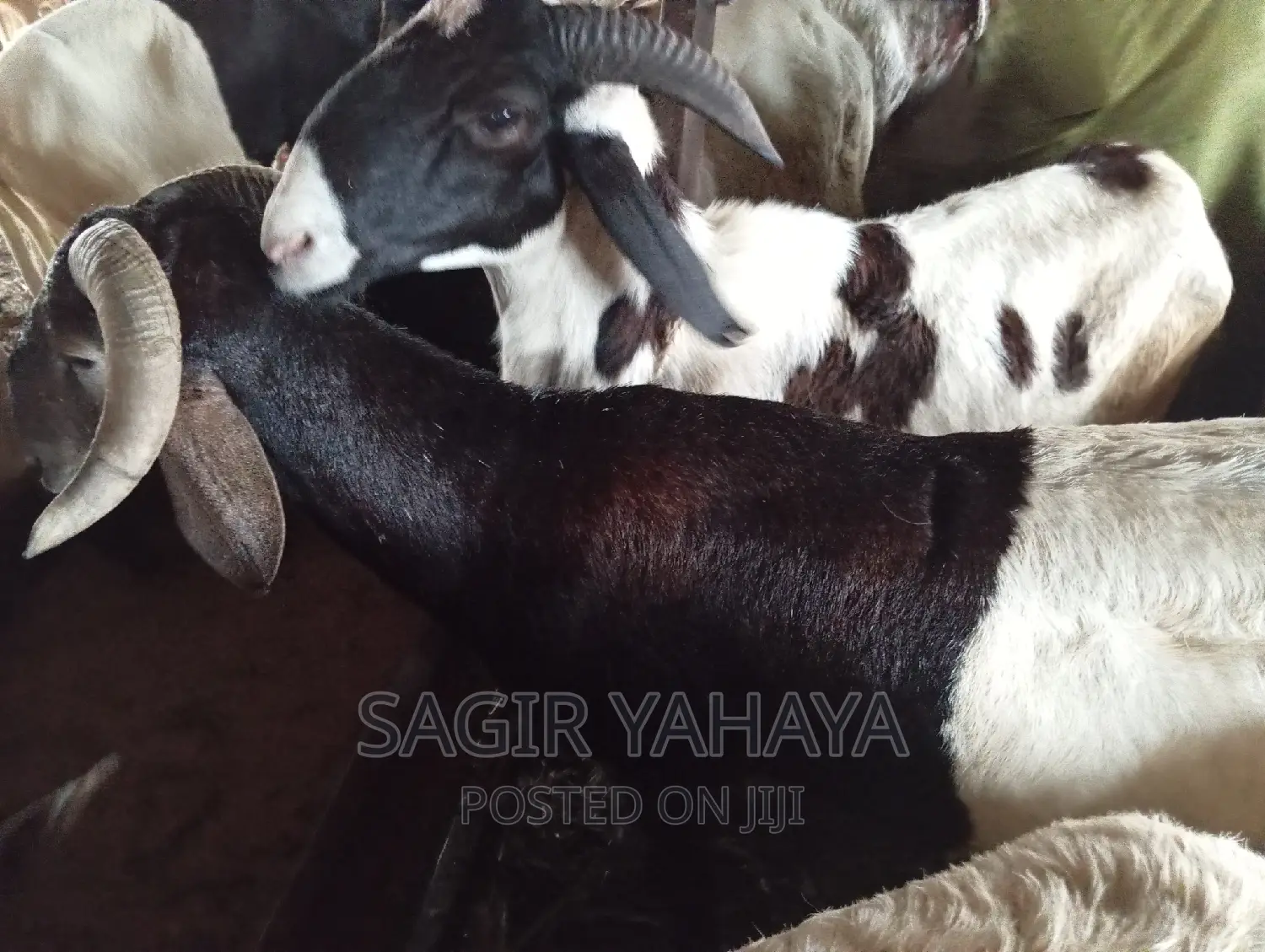 Healthy Ram Kuru