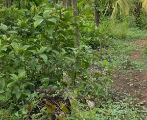 706sqm Land With Double Gates in Gated Olurunfunmi Estate