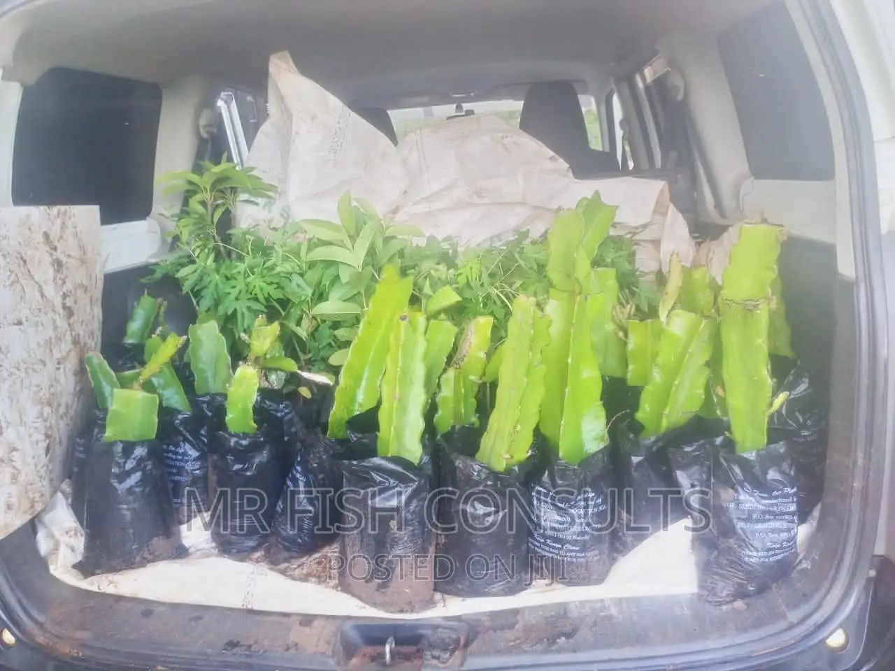Dragon Fruit Seedlings
