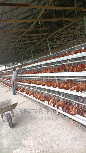 Chicken Eggs