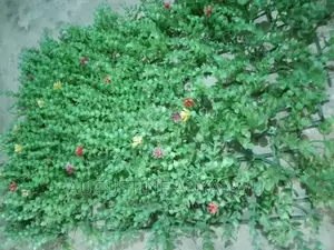 Wall Flower.At for Decorating Event Backdrops