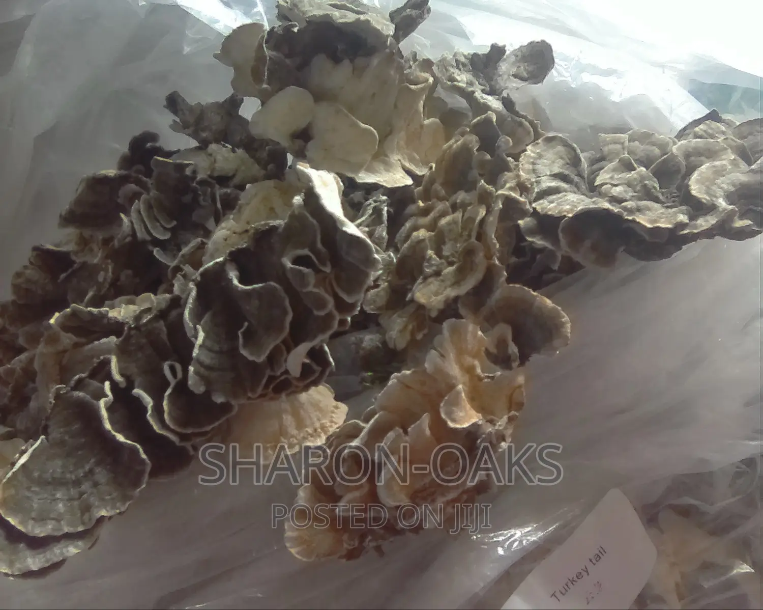 Reishi Mushroom Slice (100g)
