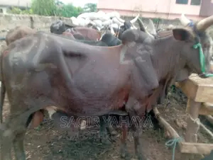 Ram and Cow Very Cheap Like Kano Price