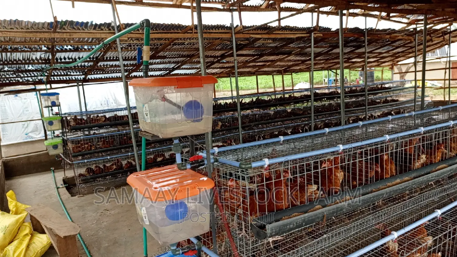 Poultry Cage