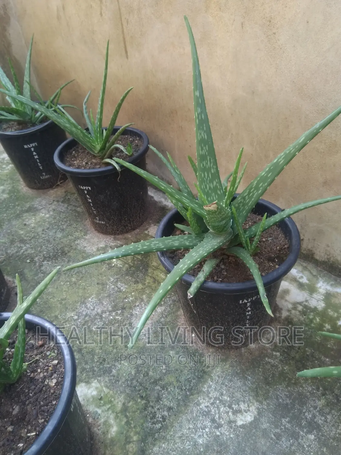 Aloe Vera Plant (A Stand)