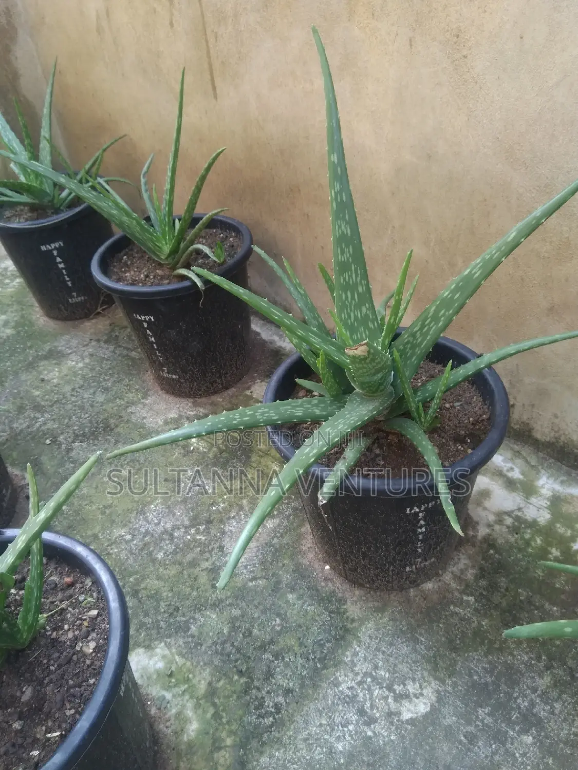 Aloe Vera Plant (A Stand)