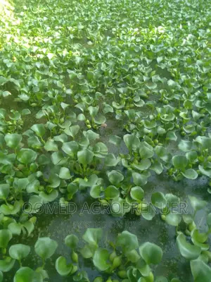 Water Hyacinth