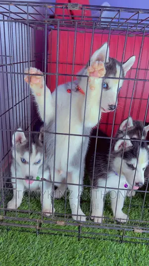 1-3 months Female Purebred Siberian Husky
