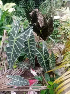 Home Ornamental Live Plant for Aesthetic, Air Purifier.
