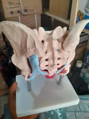 Female Pelvic Muscle and Organ Model
