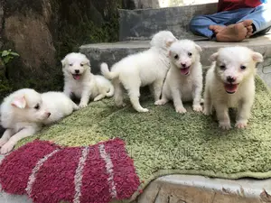 1-3 months Male Purebred American Eskimo
