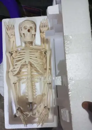 Medical Human Skeleton