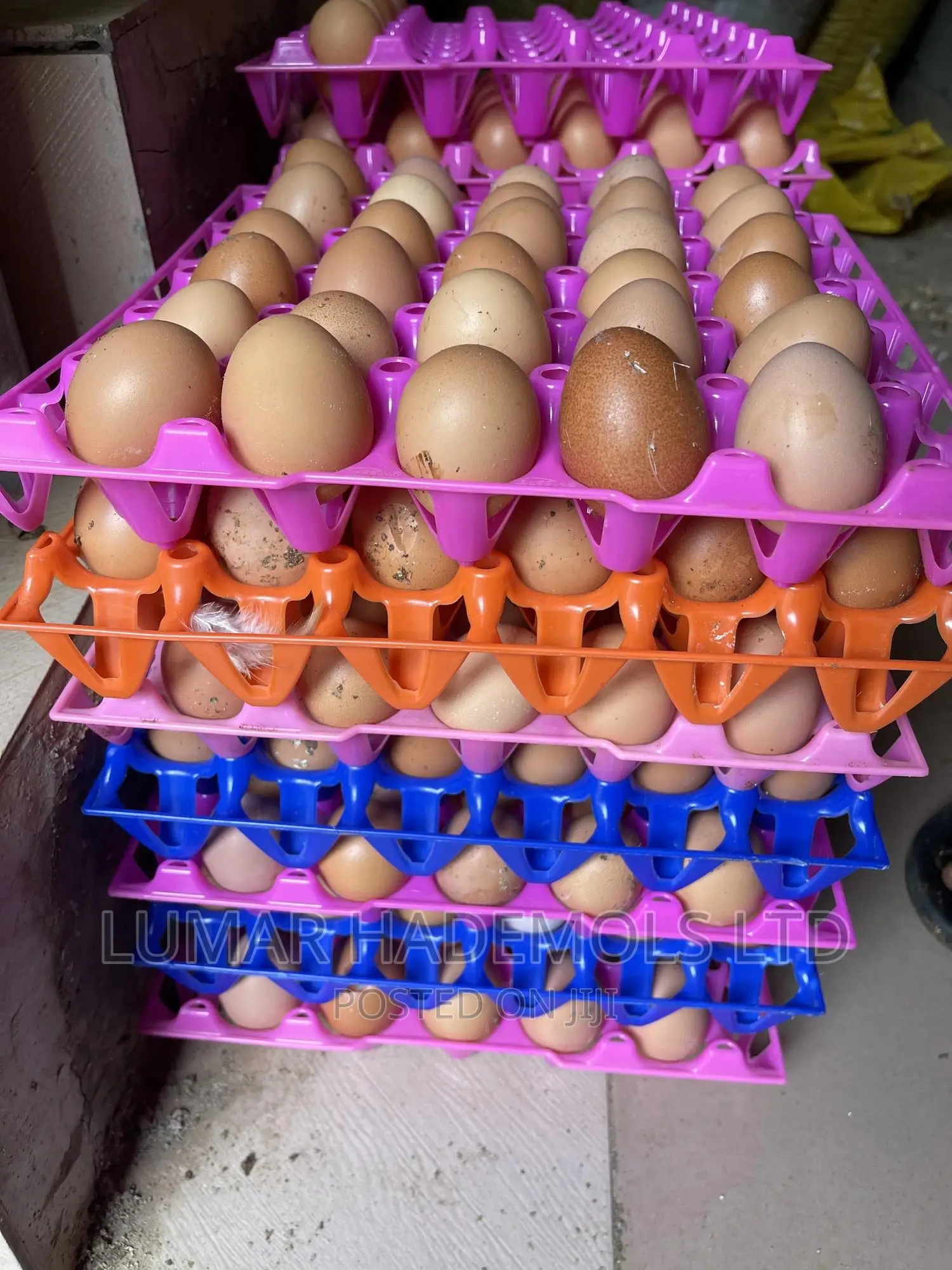 Egg In Ikorodu For Sale Large Quantities