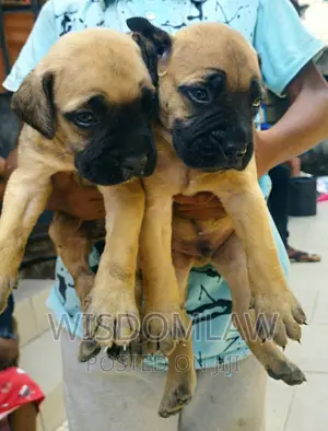 1-3 months Female Purebred Bullmastiff