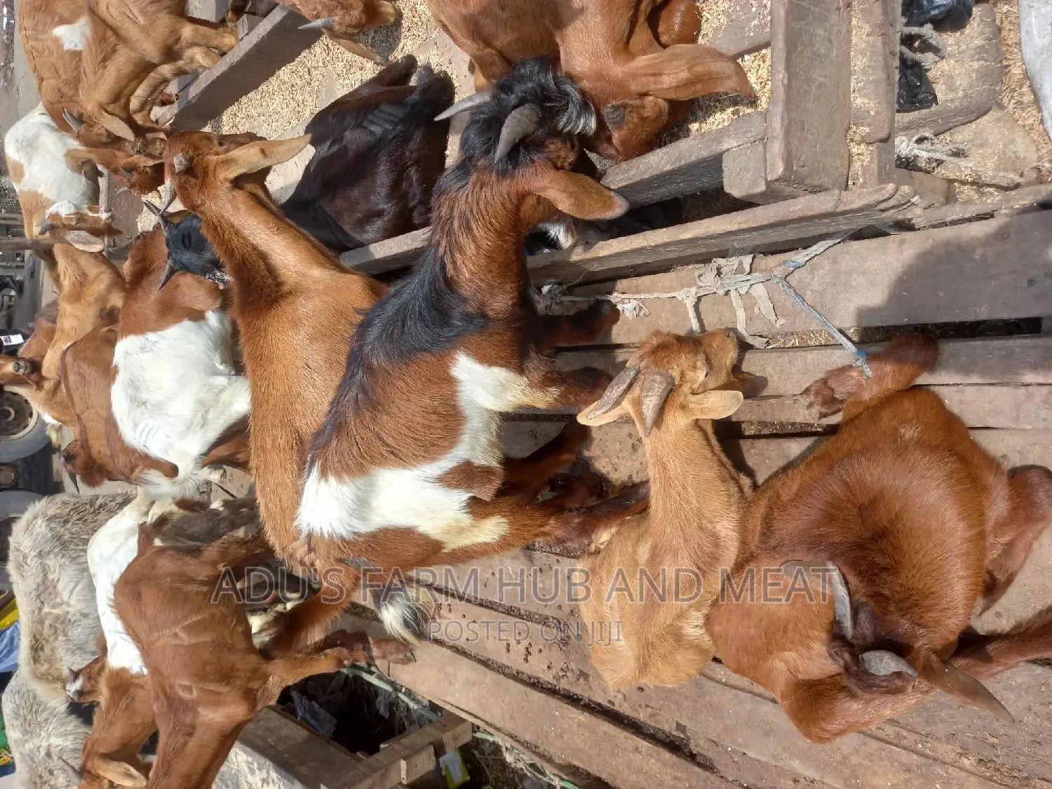 Full Goat Meat
