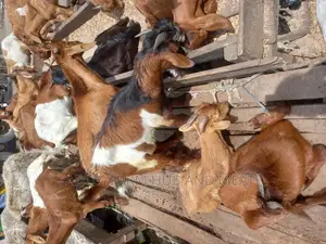 Full Goat Meat