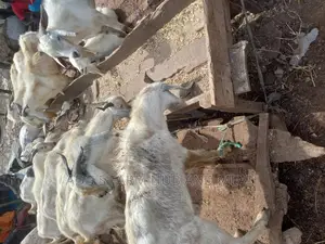 Full Goat Meat