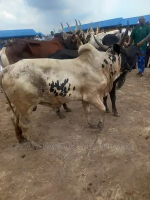 Big Owambe Cows