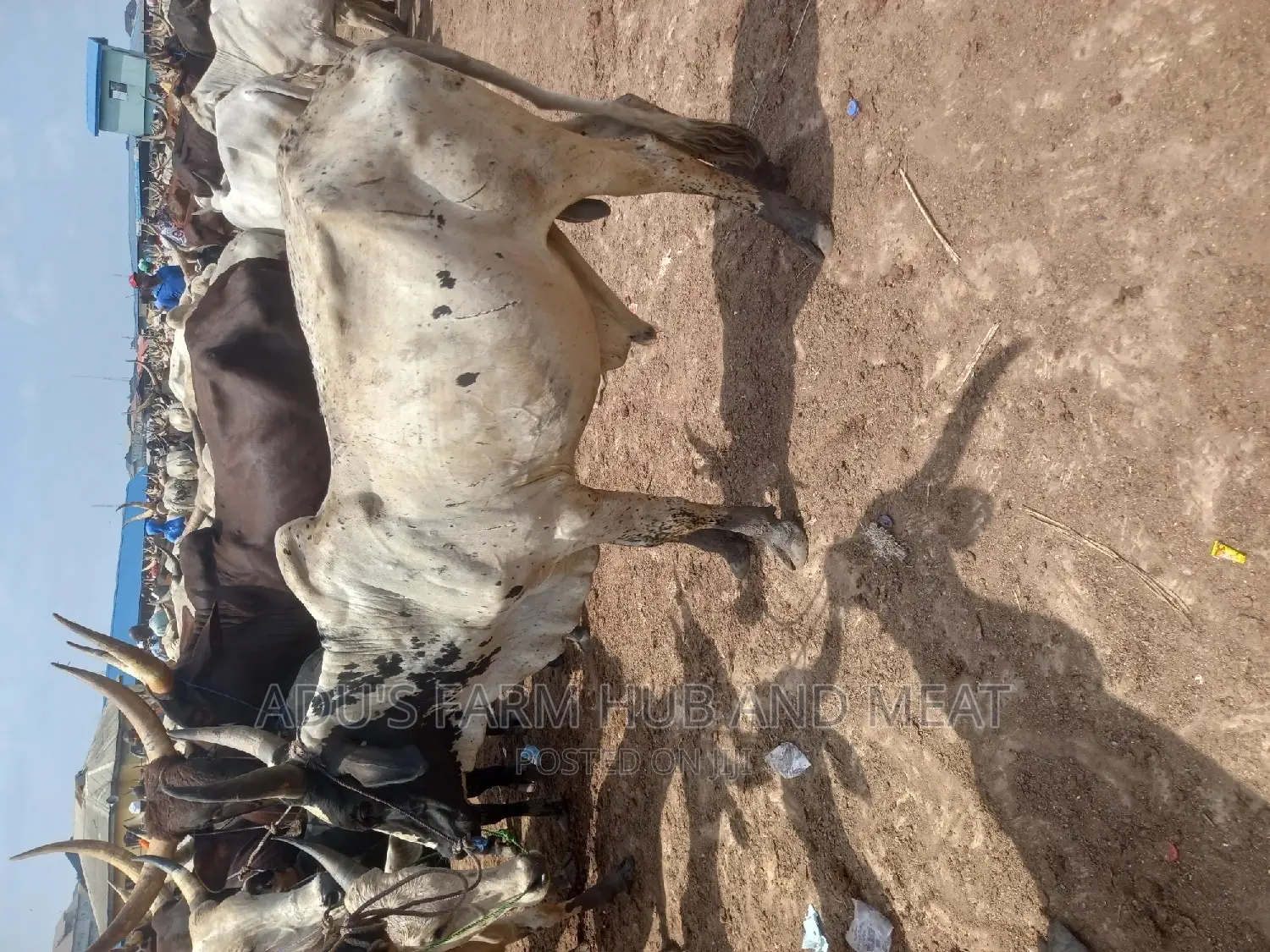 Big Owambe Cows