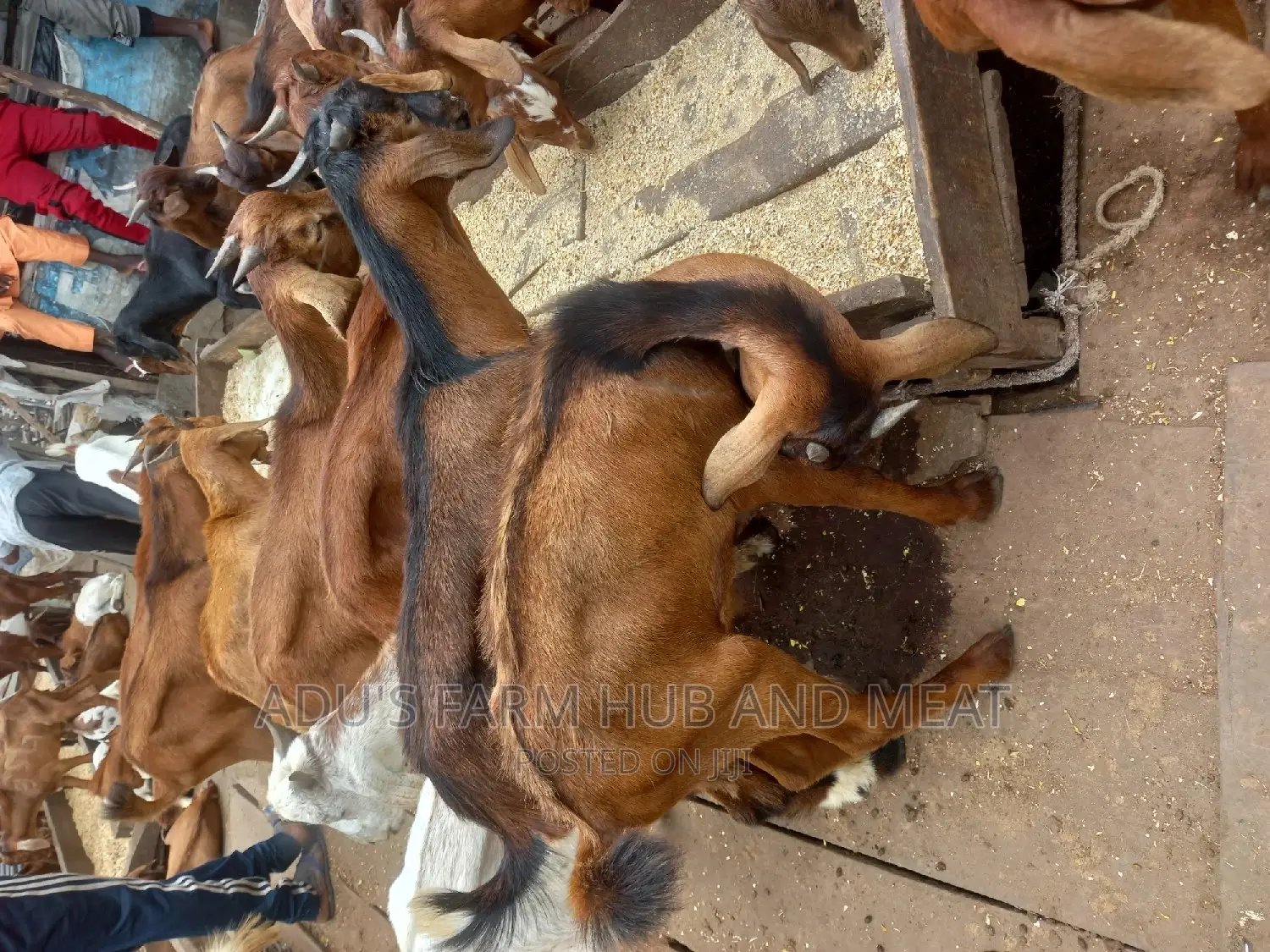 Full Goat Meat