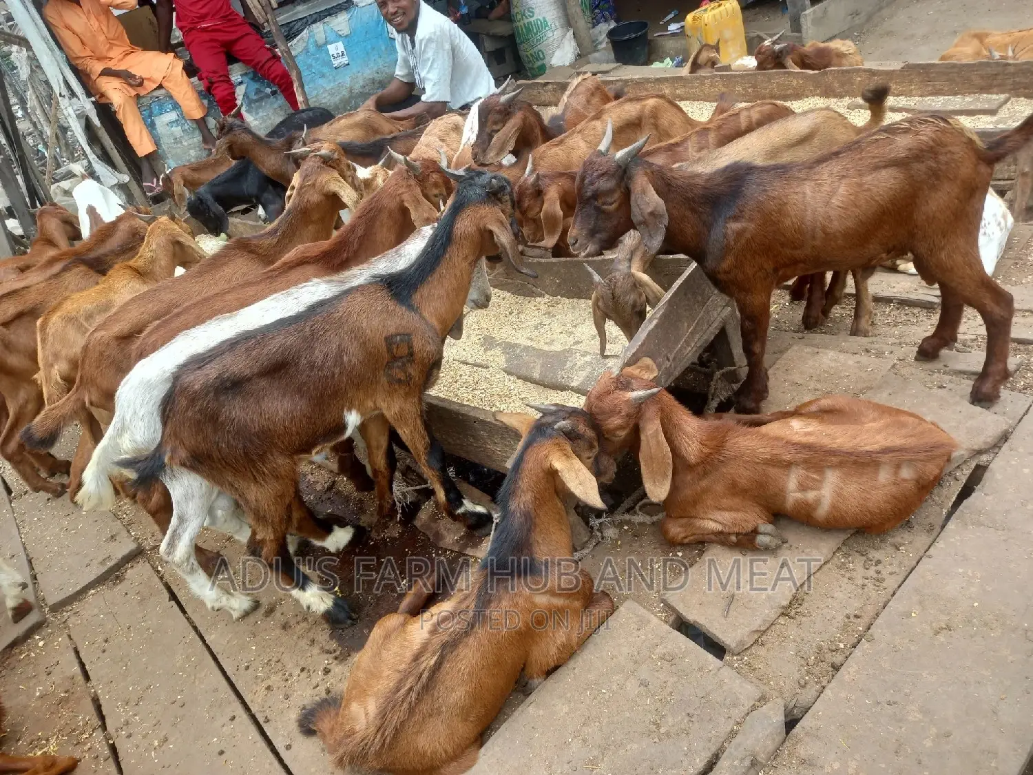 Full Goat Meat