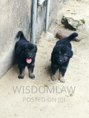 1-3 months Female Purebred German Shepherd