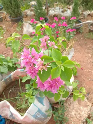 Bougainvillea Plants